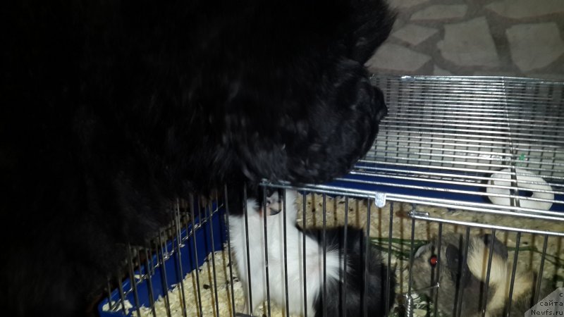 Фото: ньюфаундленд CHernyiy Balu Elisey (Черный Балу Елисей)