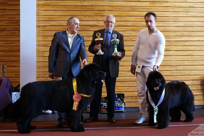 Фото: ньюфаундленд Zvezdnij Dar Agassi (Звездный Дар Агасси), ньюфаундленд Zodiac Princess Nuo Ozo Kalvu