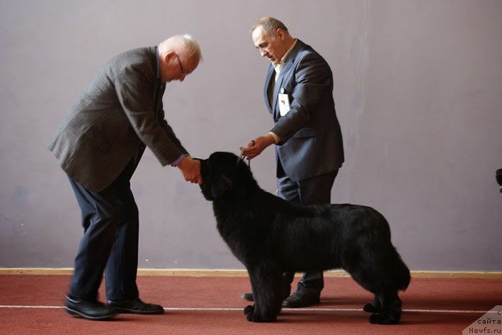 Фото: ньюфаундленд Chudo Choice Zvezdnyj Dar s Berega Dona (Чудо Чойс Звездного Дара с Берега Дона)