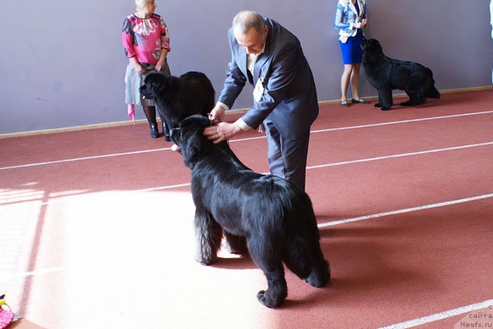 Фото: ньюфаундленд Chudo Choice Zvezdnyj Dar s Berega Dona (Чудо Чойс Звездного Дара с Берега Дона)