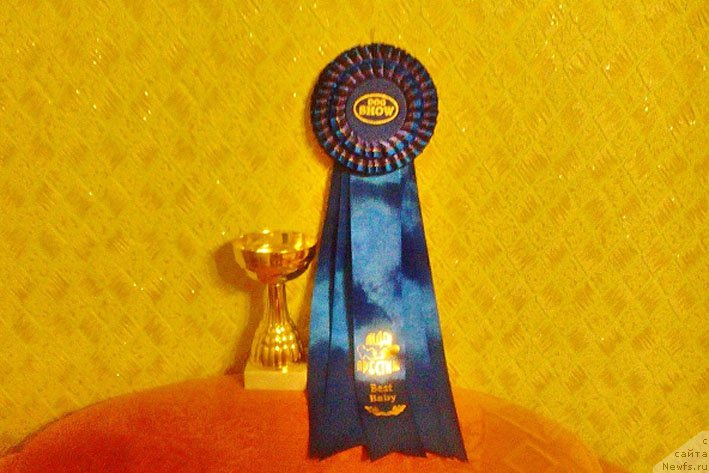 Фото: ньюфаундленд Vashe Blagorodie s Berega Dona (Ваше Благородие с Берега Дона)