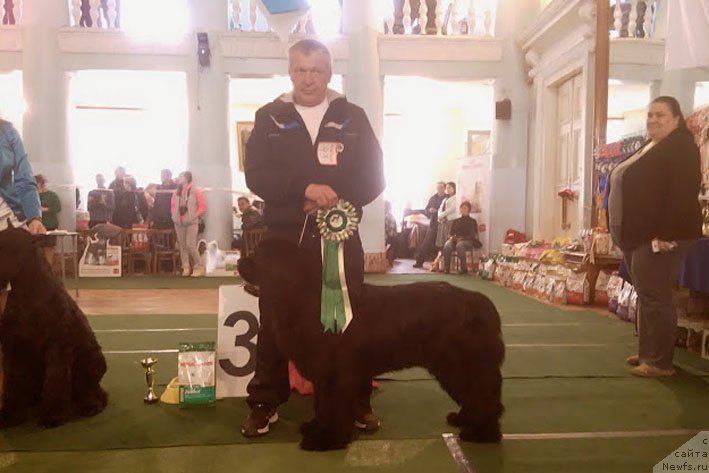 Фото: ньюфаундленд Super Premium Neobyiknovennyiy Naslednik (Супер Премиум Необыкновенный Наследник)