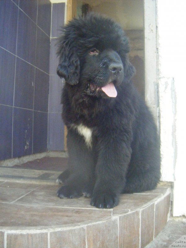 Фото: ньюфаундленд Fiona Style Super Mishka