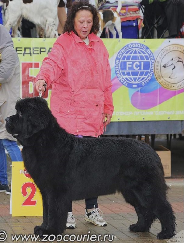 Фото: ньюфаундленд Belkonder-Club Dostuchat'sya Do Nebes (Белкондер-Клаб Достучаться До Небес)