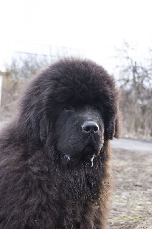 Фото: ньюфаундленд Callistos Resolution