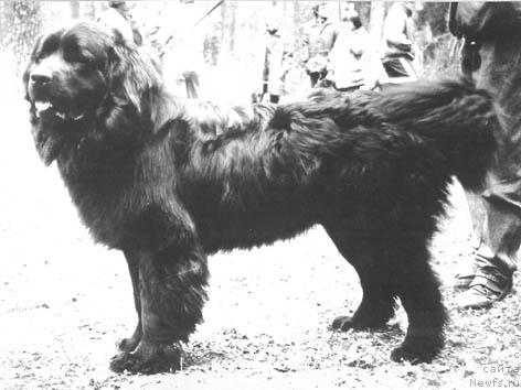 Фото: ньюфаундленд CHester B'yukent Grant (Честер Бьюкент Грант)