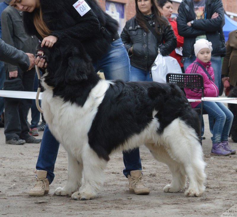 Фотография № 180302