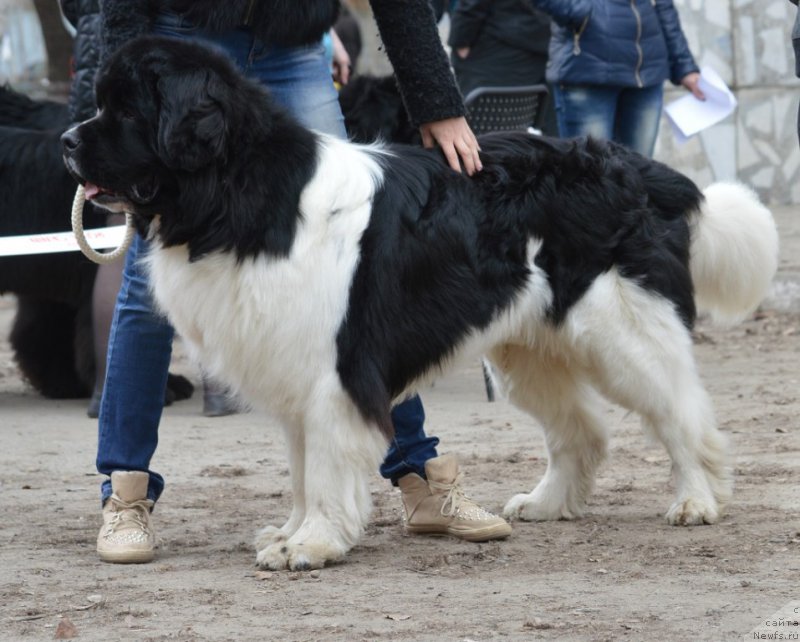 Фотография № 180303