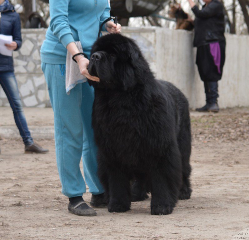 Фотография № 180304