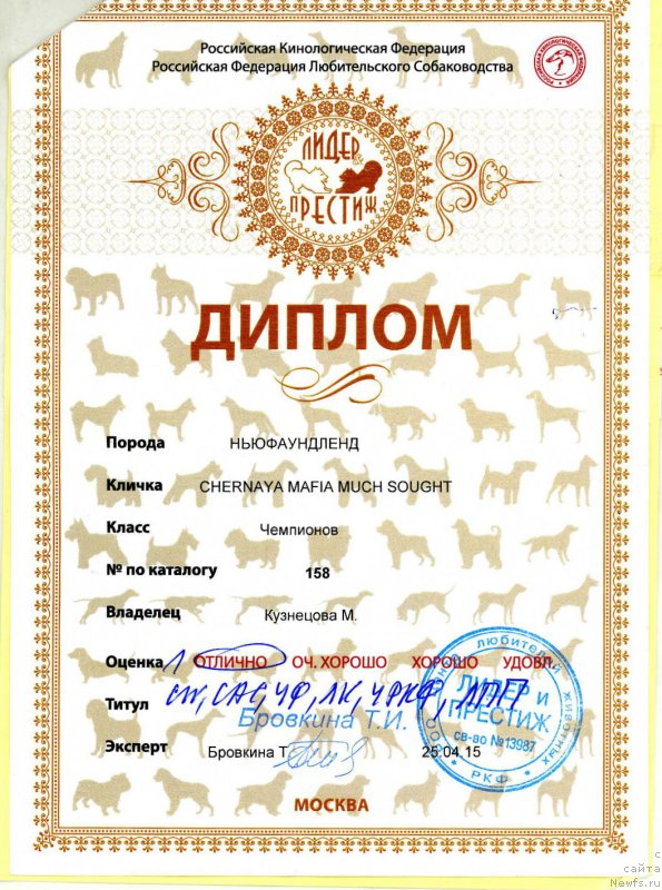 Фото: ньюфаундленд Chernaya Mafia Much Sought (Черная Мафия Муч Соугхт)