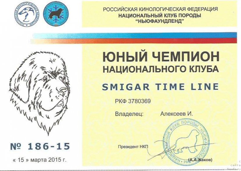 Фото: ньюфаундленд Smigar Time Line (Смигар Тайм Лайн)