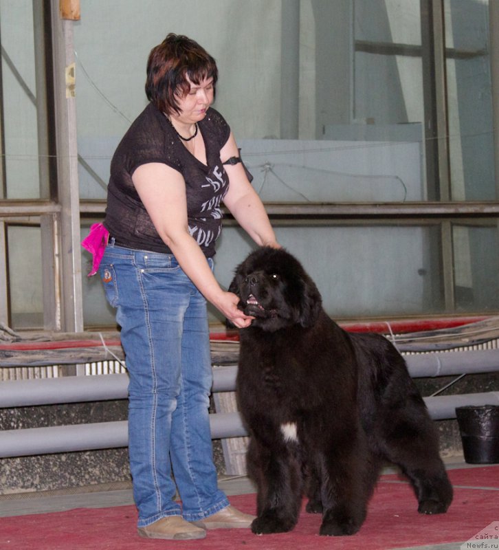 Фото: ньюфаундленд Mukwa Seabrook Nightflight For Sent Djons