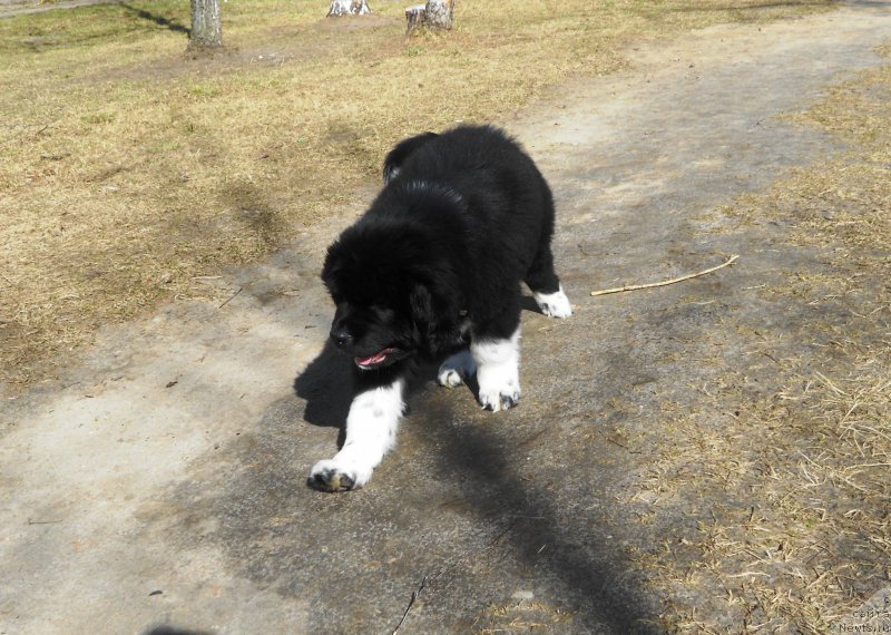 Фото: ньюфаундленд Fabian de Lange Super Mishka