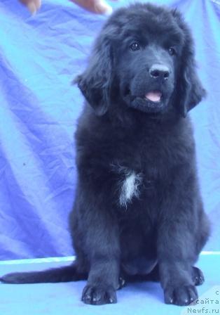 Фото: ньюфаундленд Avgusteyshaya Tabata iz Orlovskoy Slobodyi (Августейшая Табата из Орловской Слободы)