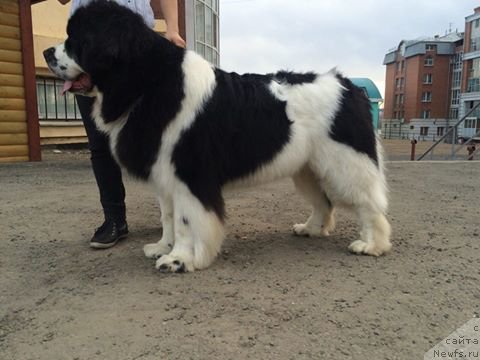 Фото: ньюфаундленд Fluffy Avalanch Surpassing All Expektations (Флюфи Аваланч Сурпассинг Алл Експестатионс)