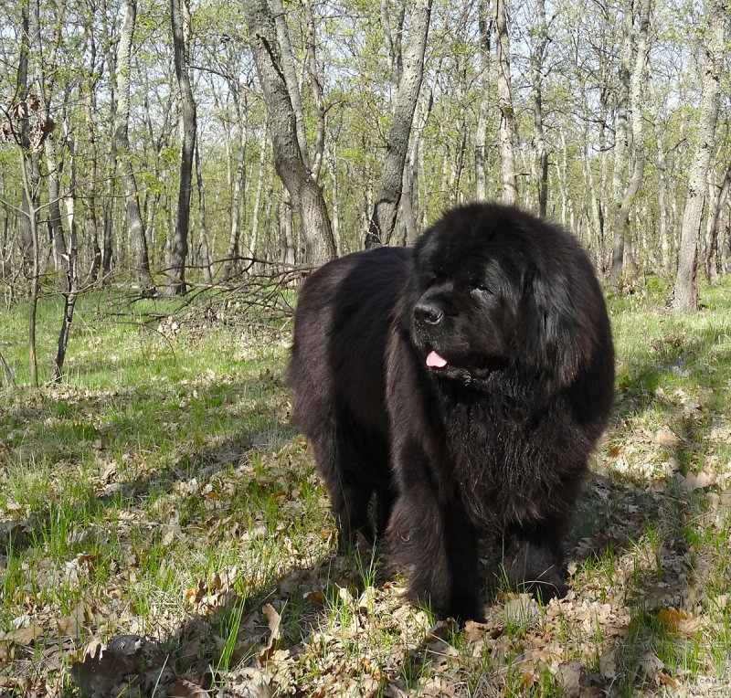 Фото: ньюфаундленд Potap Fidel' (Потап Фидель)