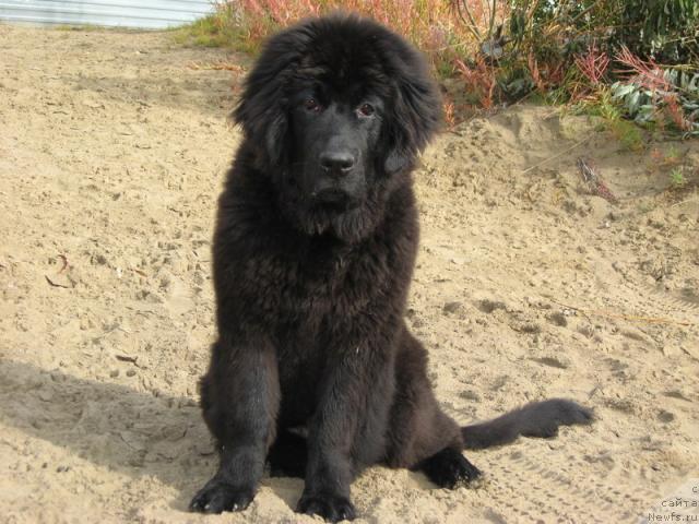 Фото: ньюфаундленд Gloriya Grand Blek (Глория Гранд Блек)
