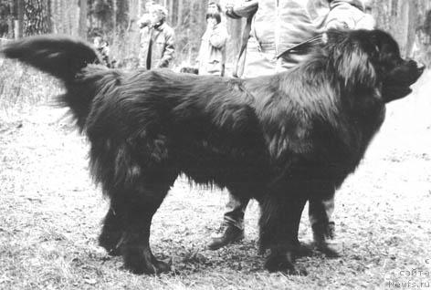 Фото: ньюфаундленд Barklay An Zi (Барклай Ан Зи)