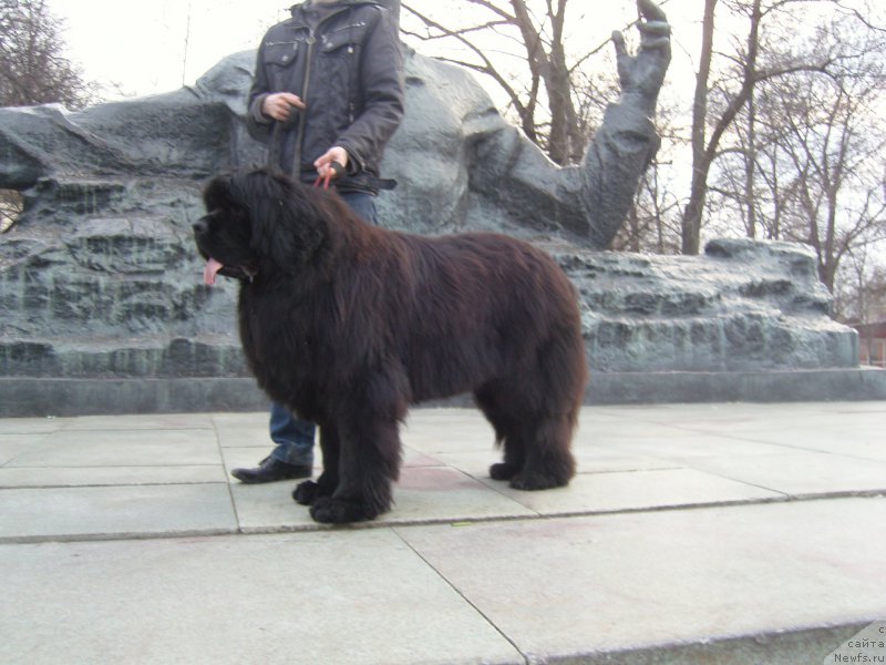 Фото: ньюфаундленд Angelo Orso Amarilli Mia Bella (Анджело Орсо Амарилли Миа Белла)