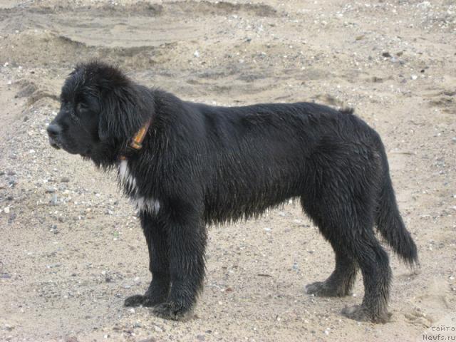 Фото: ньюфаундленд Sent Djons Penelopa Krus (Сент Джонс Пенелопа Крус)