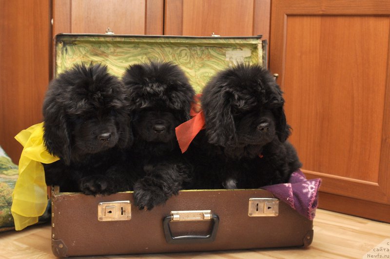 Фотография № 180433