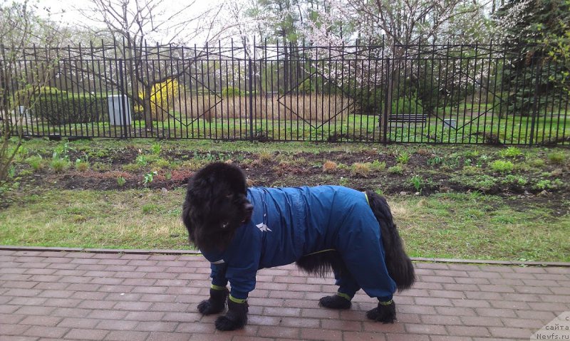 Фото: ньюфаундленд Sent Djons Gvendolin Glorius Garden (Сент Джонс Гвендолин Глориус Гарден)