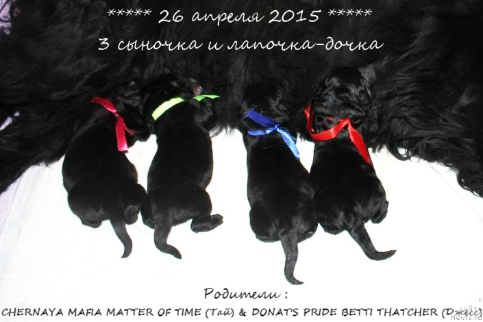 Фото: ньюфаундленд Al'ter YEgo (Альтер Эго), ньюфаундленд Aristokraticheskaya SHtuchka (Аристократическая Штучка), ньюфаундленд Art Deko Osobyiy SHik (Арт Деко Особый Шик), ньюфаундленд Azartnyiy Igrok (Азартный Игрок)