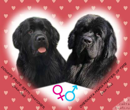 Фото: ньюфаундленд Donats Prayd Betti Tetcher (Донатс Прайд Бетти Тетчер), ньюфаундленд Chernaya Mafia Matter of Time (Черная Мафия Маттер оф Тиме)