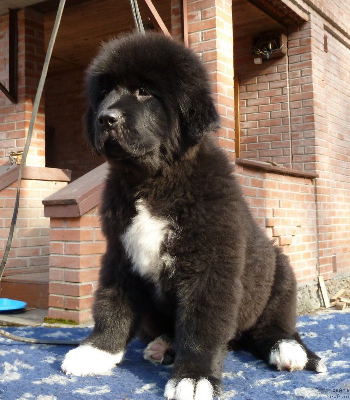 Фото: ньюфаундленд Super Premium Sofiya (Супер Премиум София)