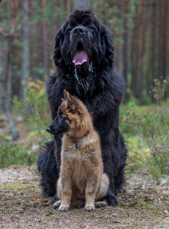 Фото: ньюфаундленд Smigar Liverpulsiy Chetvertak (Смигар Ливерпульский Четвертак)