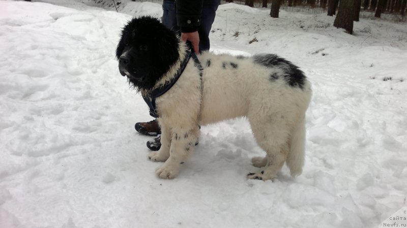 Фото: Наша девочка. Черно-белый ньюф Амрита от Карельских медведей (дома- просто Ума).
Родилась 14.09.2014