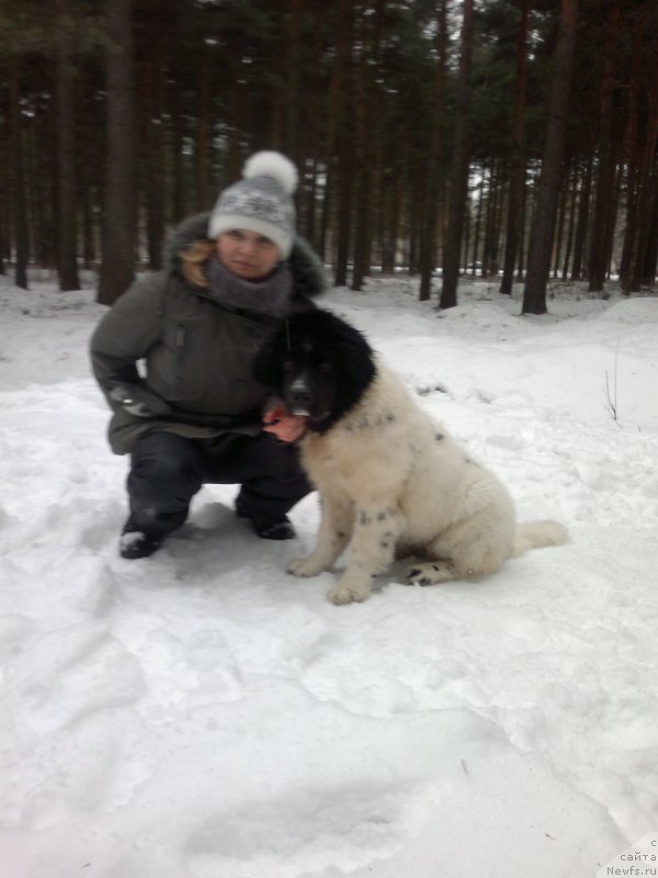 Фото: Наша девочка. Черно-белый ньюф Амрита от Карельских медведей (дома- просто Ума).
Родилась 14.09.2014 с мамой Олей - хозяйкой и другом- Староседых Ольгой Петровной