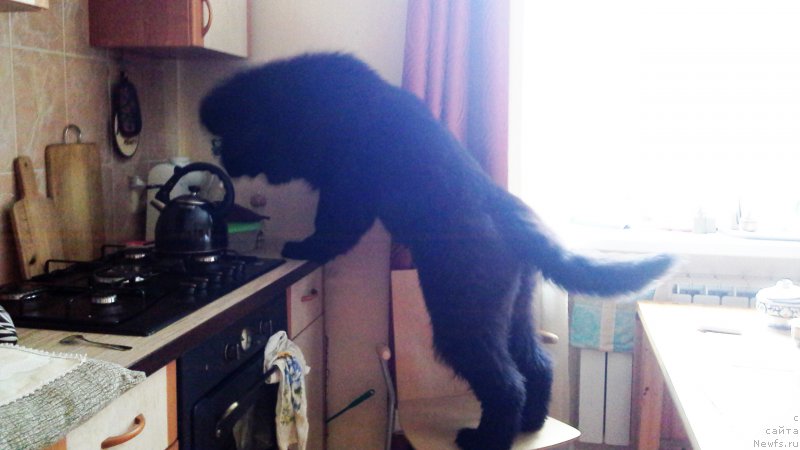 Фото: ньюфаундленд Moya Stihiya Imperatrica Mariya (Моя Стихия Императрица Мария)