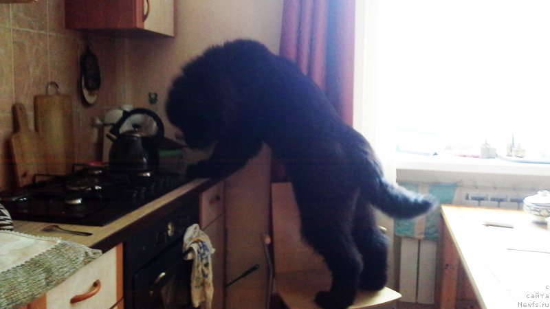 Фото: ньюфаундленд Moya Stihiya Imperatrica Mariya (Моя Стихия Императрица Мария)