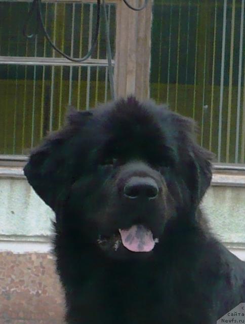 Фото: ньюфаундленд Otrada Moya ot Sibirskogo Medvedya (Отрада Моя от Сибирского Медведя)