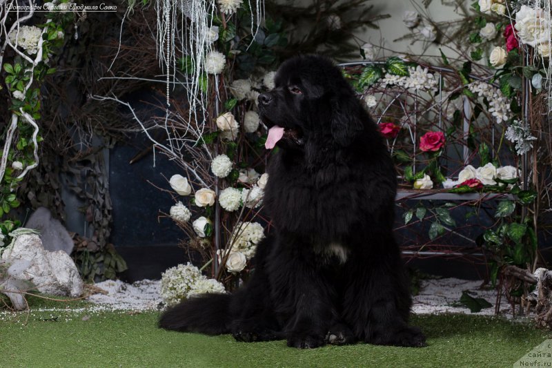 Фотография № 180480