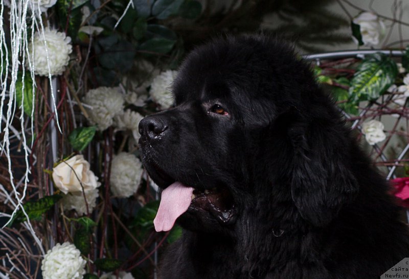 Фотография № 180482