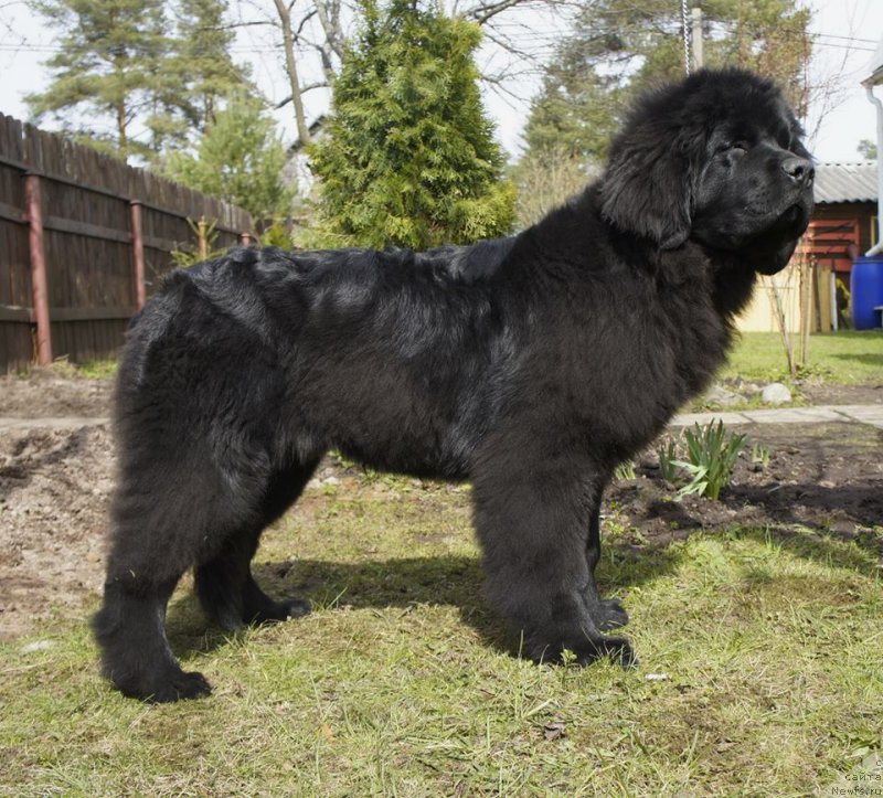 Фото: ньюфаундленд Love Inside Your Soul Moon Bear (Love Inside Your Soul Moon Bear)