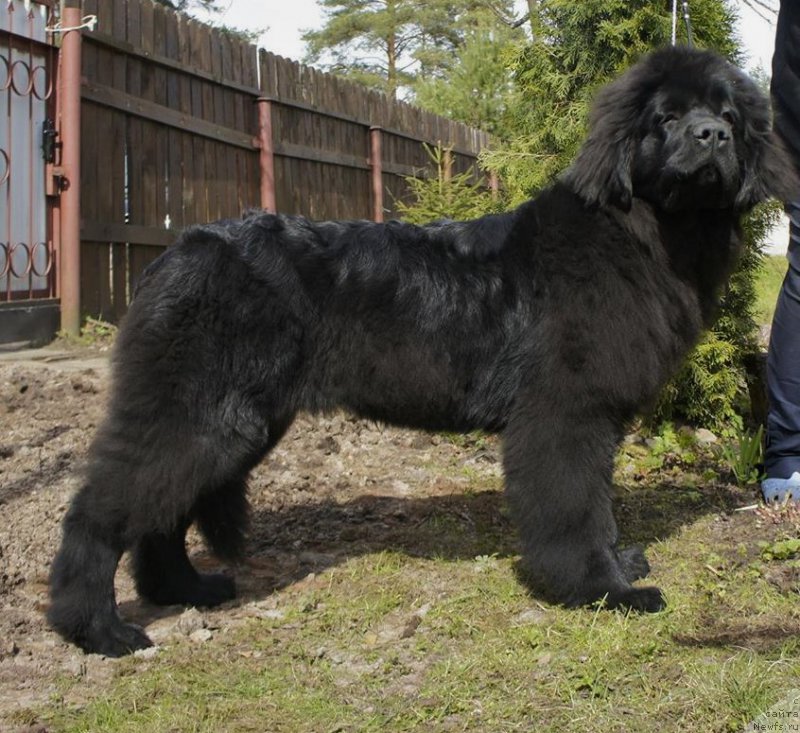 Фото: ньюфаундленд Love Inside Your Soul Moon Bear (Love Inside Your Soul Moon Bear)