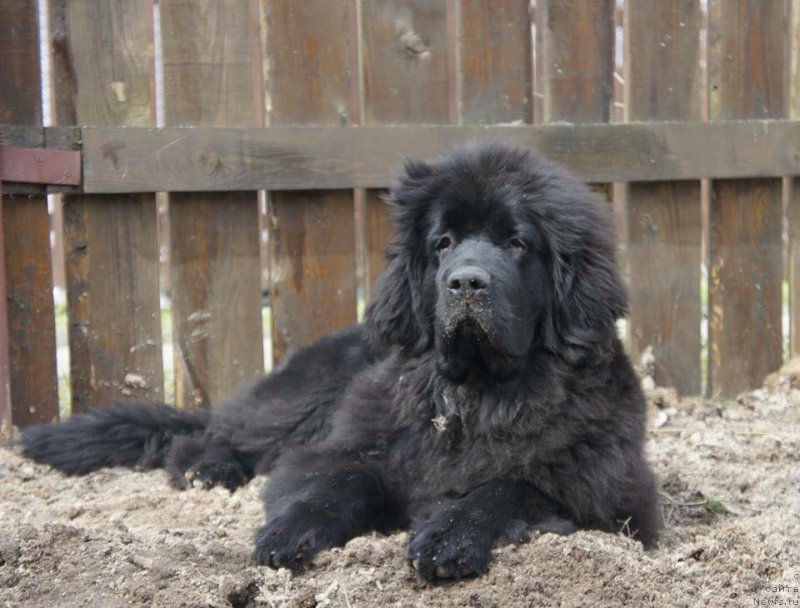 Фото: ньюфаундленд Love Inside Your Soul Moon Bear (Love Inside Your Soul Moon Bear)