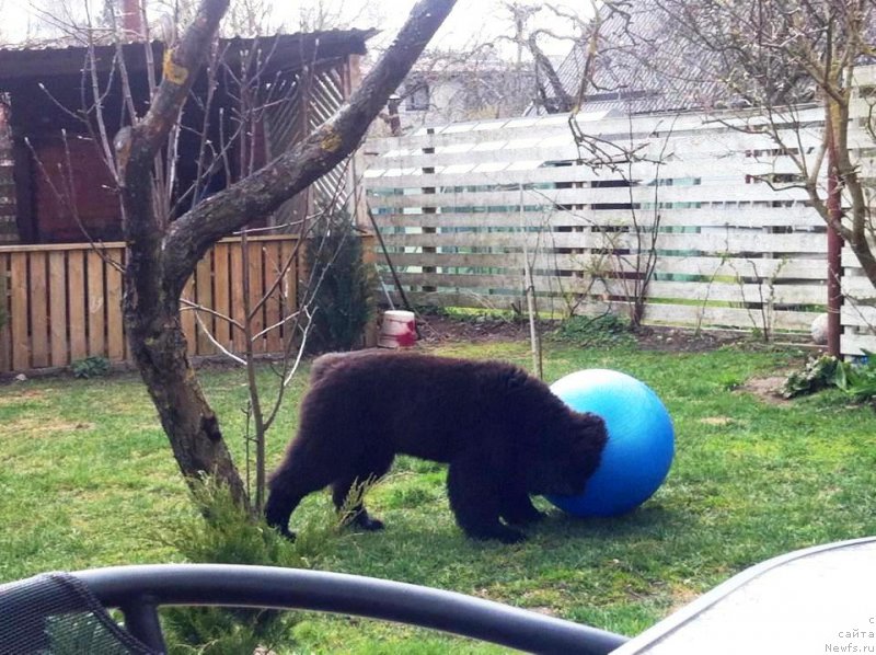 Фото: ньюфаундленд Moya Stikhiya Iksiya Elli Surprise (Моя Стихия Иксия Элли Сюрпрайз)