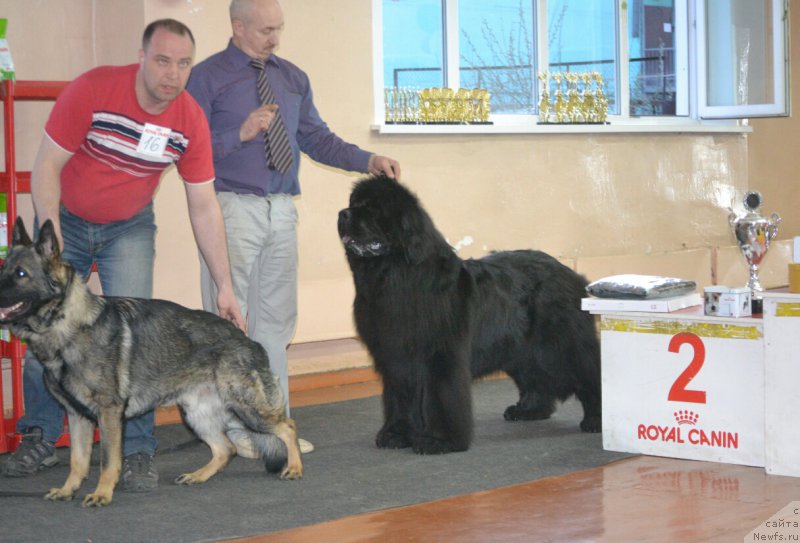 Фото: ньюфаундленд Simbad Pokoritel' Morey (Симбад Покоритель Морей), Aleksey Votchal (Алексей Вотчал)