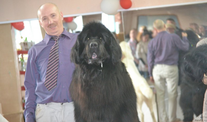 Фото: ньюфаундленд Simbad Pokoritel' Morey (Симбад Покоритель Морей), Aleksey Votchal (Алексей Вотчал)