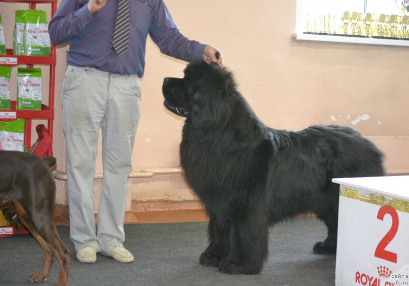Фото: ньюфаундленд Simbad Pokoritel' Morey (Симбад Покоритель Морей)