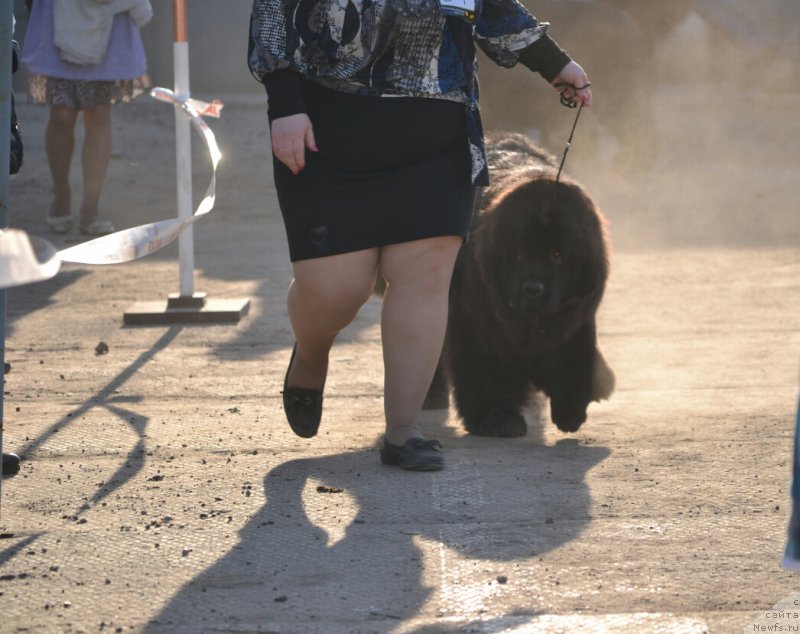 Фото: ньюфаундленд Mnogolikaya Boginya Manifik (Многоликая Богиня Манифик)