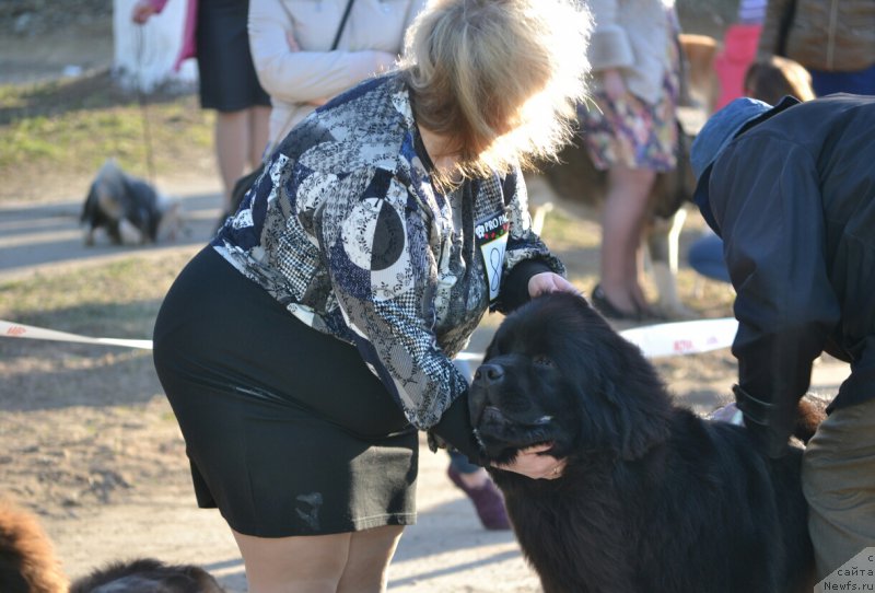 Фото: ньюфаундленд Mnogolikaya Boginya Manifik (Многоликая Богиня Манифик)