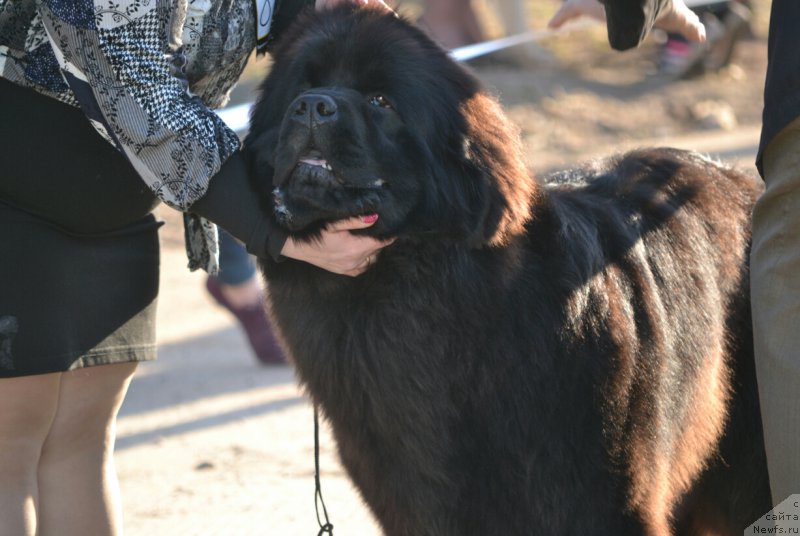 Фото: ньюфаундленд Mnogolikaya Boginya Manifik (Многоликая Богиня Манифик)
