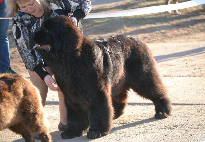 Фото: ньюфаундленд Mnogolikaya Boginya Manifik (Многоликая Богиня Манифик)