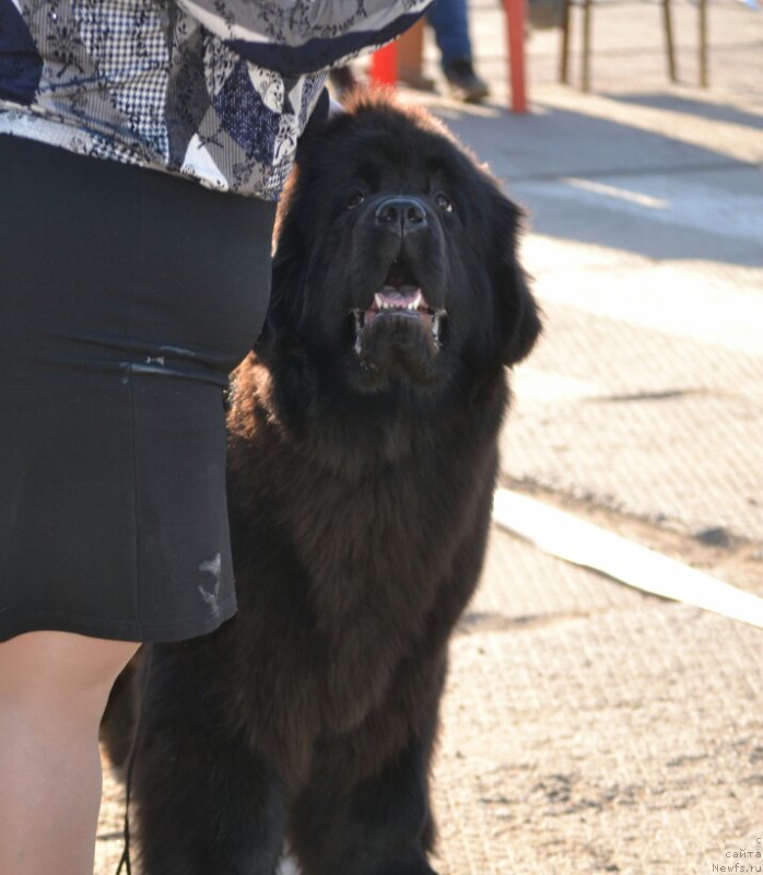 Фото: ньюфаундленд Mnogolikaya Boginya Manifik (Многоликая Богиня Манифик)