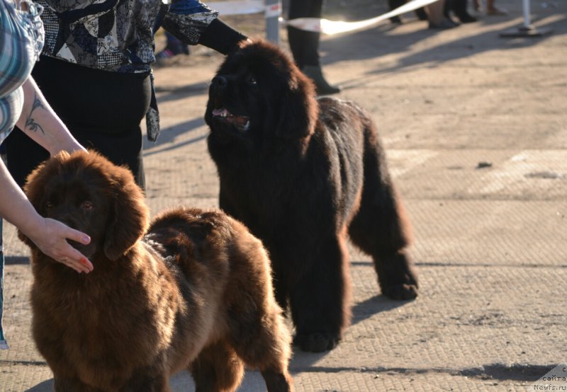 Фото: ньюфаундленд Mnogolikaya Boginya Manifik (Многоликая Богиня Манифик)